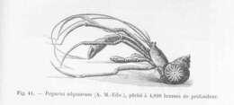 Image de Parapaguridae Smith 1882