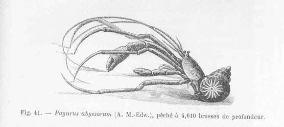 Image of Parapagurus Smith 1879