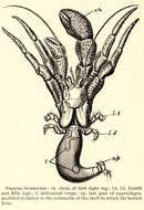 Image of Pagurus Fabricius 1775