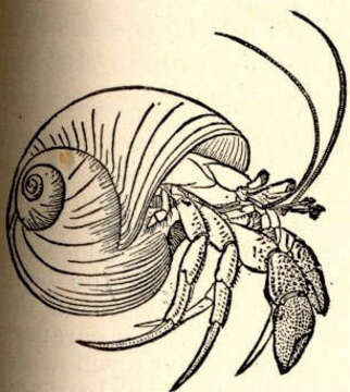 Image of Pagurus Fabricius 1775