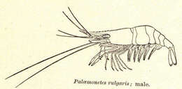 Image of Palaemonetes