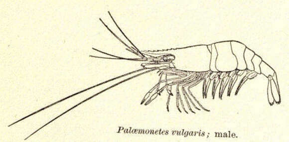 Palaemonetes的圖片