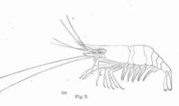 Image of Palaemonetes