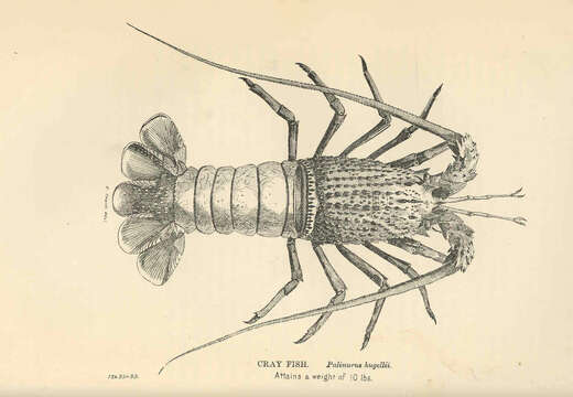 Image of Palinuroidea