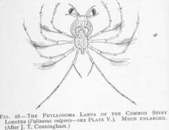 Image of Palinurus Weber 1795