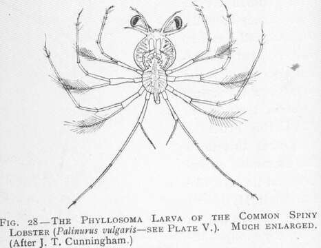 Image of Palinurus Weber 1795