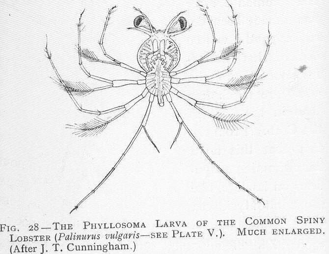 Image de Palinurus Weber 1795