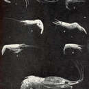 Sivun Plesionika gigliolii (Senna 1902) kuva