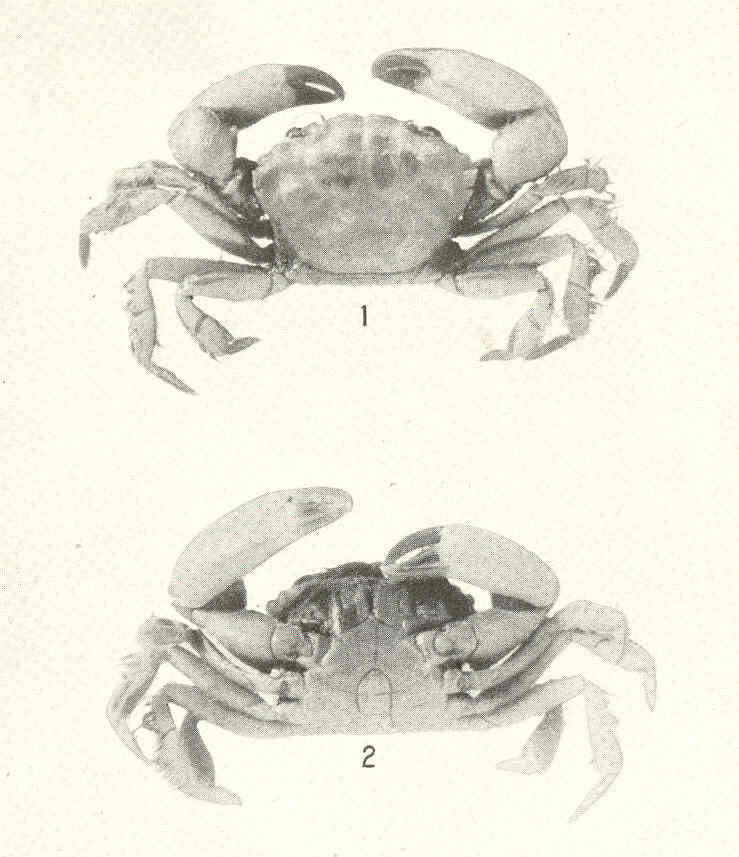 Image of Panoplax Stimpson 1871