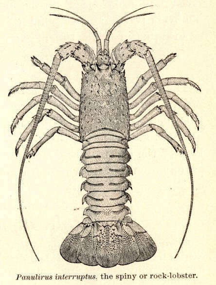 Image of Palinuroidea