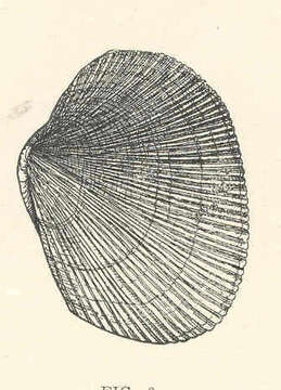 صورة Leukoma E. Römer 1857