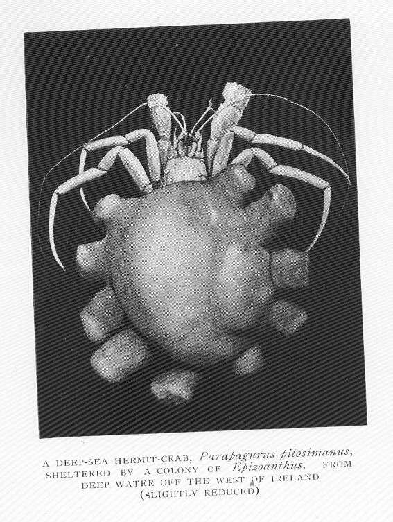 Image de Parapaguridae Smith 1882