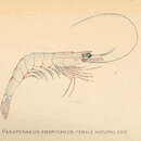 Image of Parapenaeus americanus Rathbun 1901