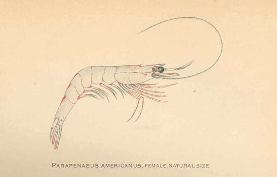 Image of Parapenaeus Smith 1885
