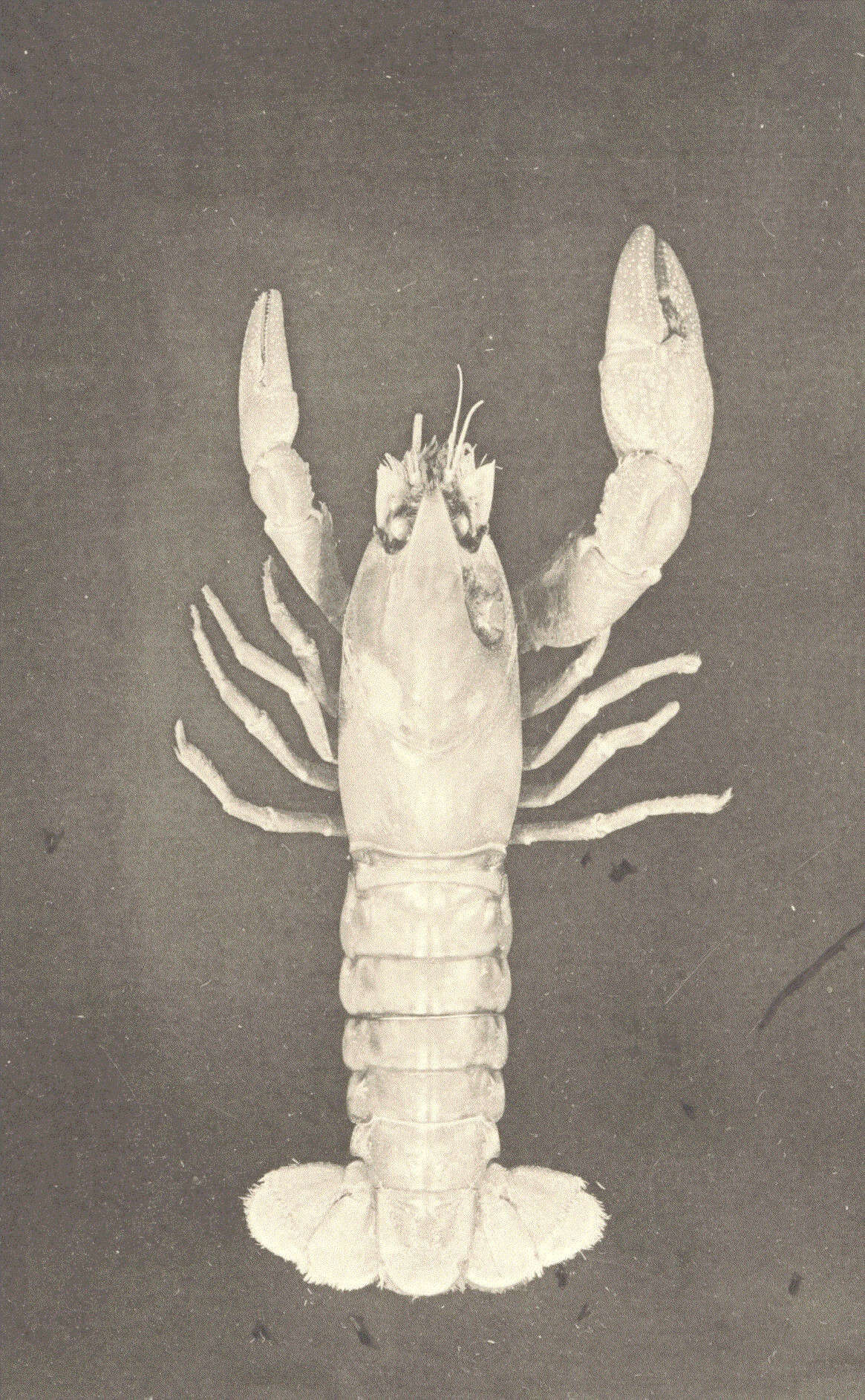 Image of Parastacidae