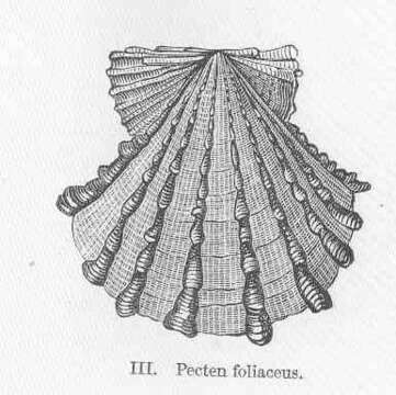 Image of Scaeochlamys Iredale 1929