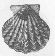 Image of Pectinida Gray 1854