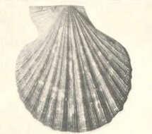 Image of Pectinida Gray 1854