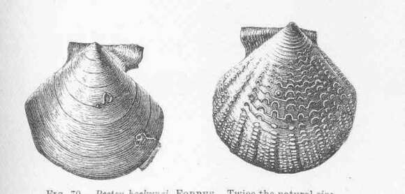 Imagem de Cyclopecten A. E. Verrill 1897