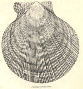 Image of Pectinida Gray 1854