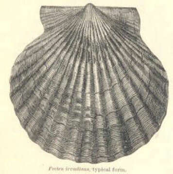 Image of Pectinida Gray 1854