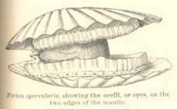 Image of Aequipecten P. Fischer 1886