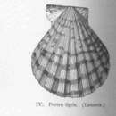 Plancia ëd Semipallium flavicans (Linnaeus 1758)