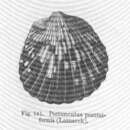 Image of Tucetona pectunculus (Linnaeus 1758)