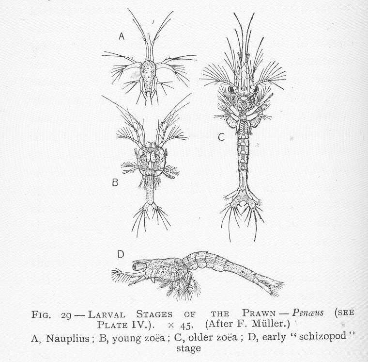 Image of Penaeoidea Rafinesque 1815