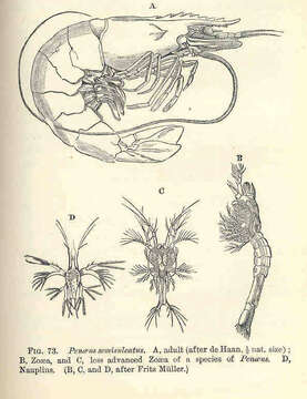 Image of penaeid shrimps