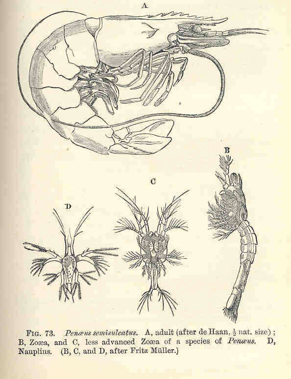 Image of Penaeoidea Rafinesque 1815
