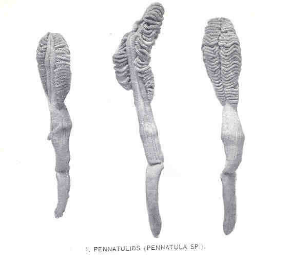 Image of Pennatulidae Ehrenberg 1834