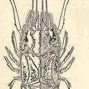 Image of <i>Polycheles nanus</i> (S. I. Smith 1884)