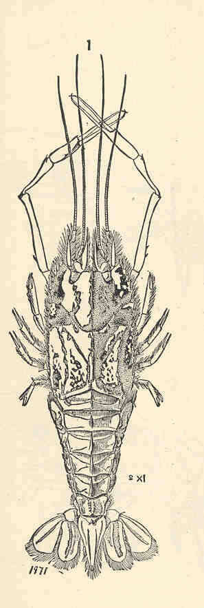 Image of <i>Polycheles nanus</i> (S. I. Smith 1884)