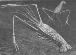 Image of Eryonoidea