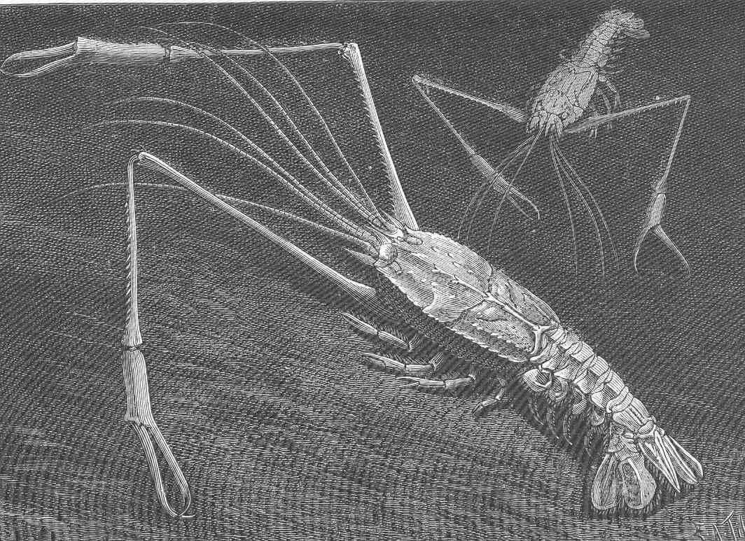 Image of Eryonoidea