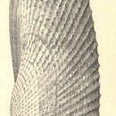 Imagem de Cyrtopleura costata (Linnaeus 1758)