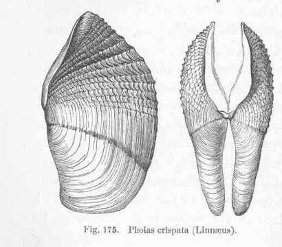 Image de Pholadidae Lamarck 1809