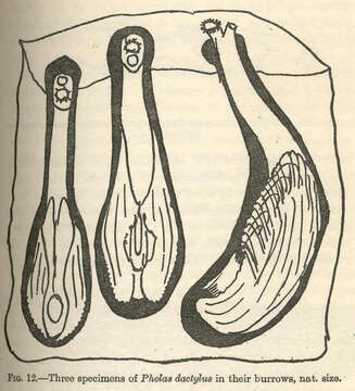 Image of Pholas Linnaeus 1758