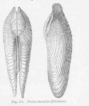 Plancia ëd Pholas Linnaeus 1758