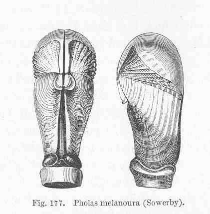 Image de Pholadidae Lamarck 1809