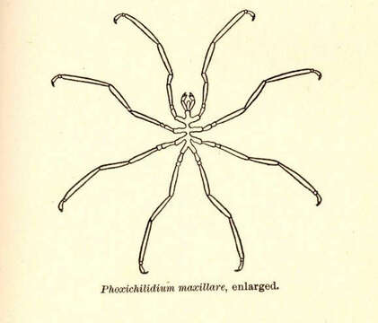 Image of Phoxichilidium