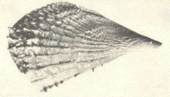Pinna muricata Linnaeus 1758 resmi