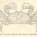 Image of <i>Pinnixa brevipollex</i>