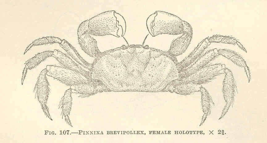 Image of Pinnixa White 1846