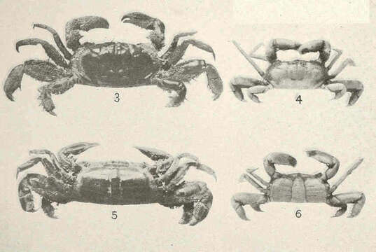 Image of Pinnixa White 1846