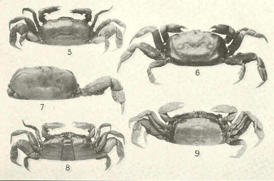 Image of pea crabs