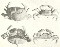 صورة Pinnotheroidea De Haan 1833