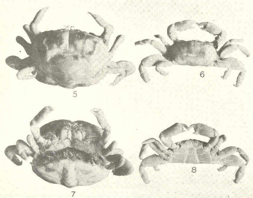 Image of Pinnotheroidea De Haan 1833