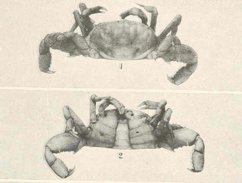 Image of Pinnixa White 1846